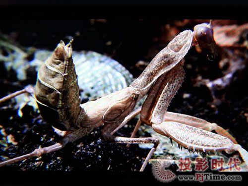 ƽw42PFL6609/93Һҕuy岥řCЧ