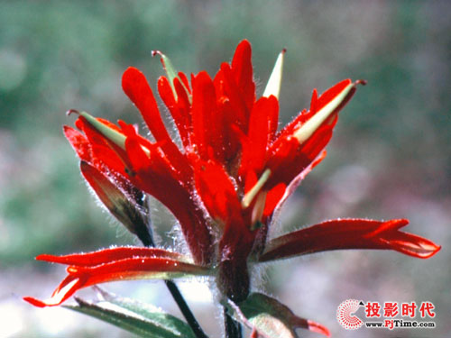 夏普XG-F267XA短焦投影機評測