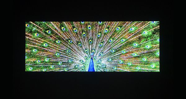LGչMicro-LEDg130ӢСgLED
